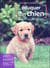 Eduquer son chien, guide du débutant