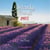 AGENDA PROVENCAL 2017 - GRAND FORMAT - COUVERTURE LAVANDE