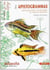 Les apistogrammas - apistogramma cacatuoides & espèces proches