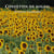 Confettis de soleil