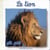 Le lion