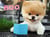 Boo - le plus chou des chiens