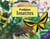Prodigieux insectes