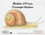 HISTOIRE D'OSCAR, L'ESCARGOT BICOLORE