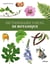 Dictionnaire visuel de botanique
