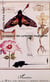 LE MUSÉUM DES CURIOSITÉS IMAGINAIRES