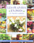Plantes en pots en toutes saisons