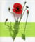 Mon herbier 48 plantes a connaitre, a collectionner et a conserver