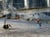 Little people in the city