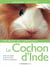 Animaux de compagnie : les cochons d'inde