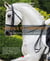 Dressage et Compétition : progresser, optimiser, gagner