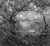 Arbor - les arbres prennent la pose
