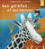 Des girafes et des hommes