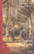 L'ile aux elephants - illustrations, couleur