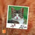 PEAU, POILS ET PATTES : al-hirr