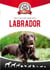 Tout ce qu'il faut savoir sur le Labrador
