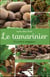 Le tamarinier - un arbre magique