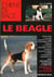 Chiens de race : le beagle