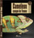 Caméléon casque du Yémen