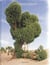 Moving forward looking back - journeys across the old spanish trail /anglais/espagnol