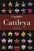 L'orchidée Cattleya