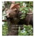 Le peuple des forêts - l'histoire de l'Europe sauvage depuis 20 000 ans