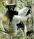 MADAGASCAR. LA FORET DE NOS ANCETRES
