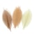 FEUILLES SECHEES 20X8CM NATURE FEUILLES SECHEES 20X8CM NATURELS