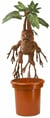 Peluche intéractive - Harry Potter Mandragore
