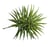 Succulent Senecio