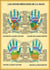 Planche illustrée - Zones réflexes des mains