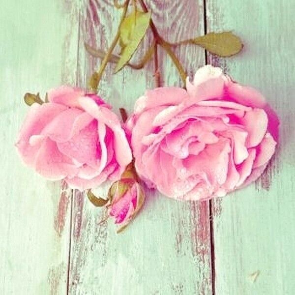 media/mkp/8e74e908c8144f14b23c5b2b584708ea