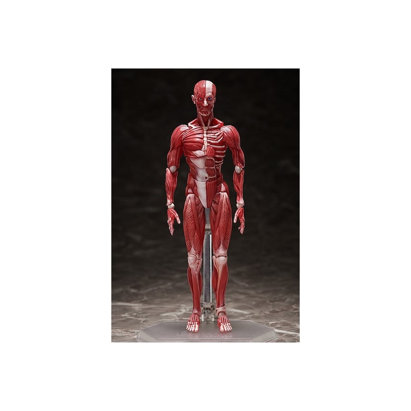 Original Character - Figurine Figma Human Anatomical Model 15 cm | Cultura
