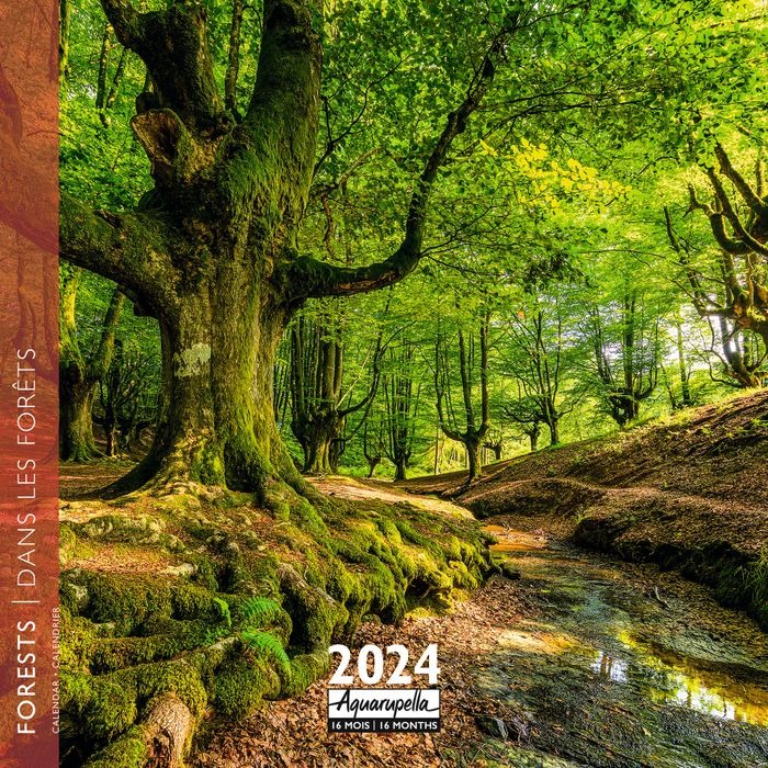 Calendrier de bureau Pop-Up Forest 2024 -  France