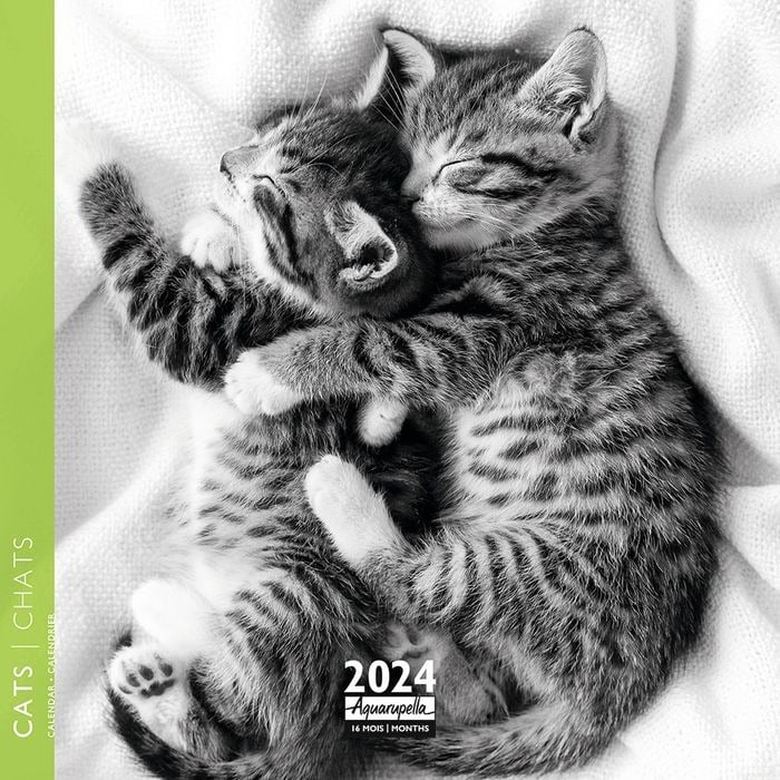 Calendrier mensuel - 2024 - Aquarupella - 16 mois - Chats Noir&Blanc - 160  x 160 mm