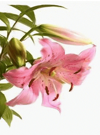 media/pim/44_metadata-image-11048455.gif