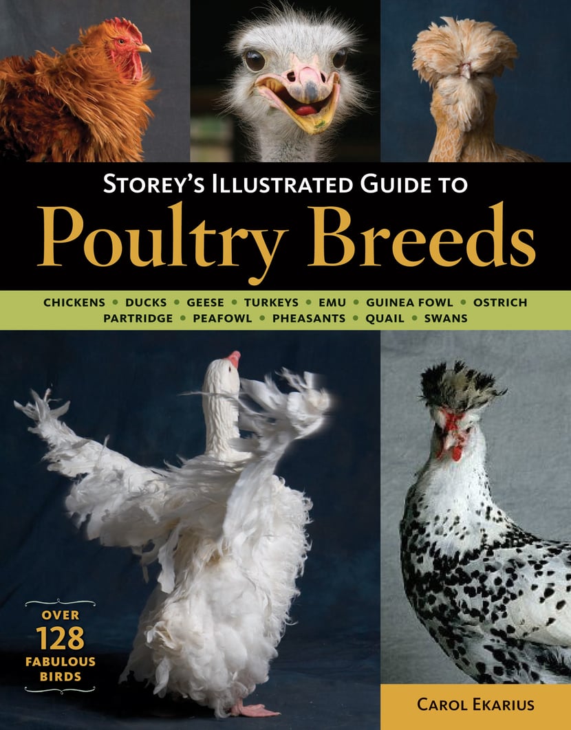 Storey's Illustrated Guide to Poultry Breeds Chickens, Ducks, Geese