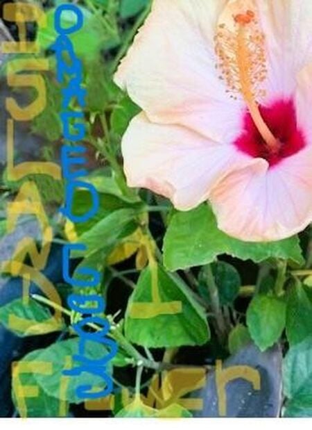 media/pim/5_6d836208-d055-4c2e-9fc0-7461f0df3e06.jpeg