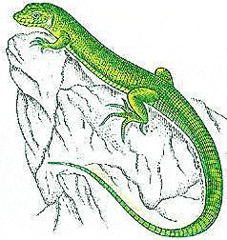 media/pim/67_metadata-image-11048495.gif