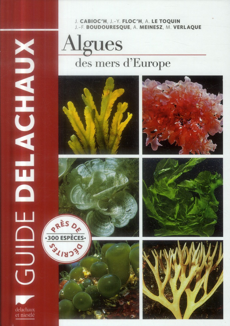 Clé d'identification des algues - Toile de mer