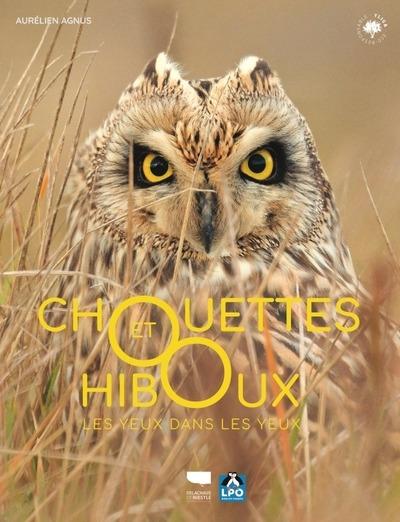 Chouettes et hiboux : Les yeux dans les yeux