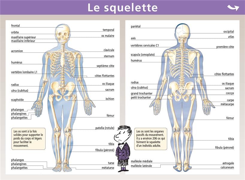 Mini poster le petit Nicolas Tome 7 : squelette/muscles - Livre primaire
