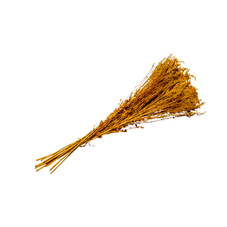 media/pim/bouquet-brindilles-moutarde-sechees-3700091793467_0.jpg