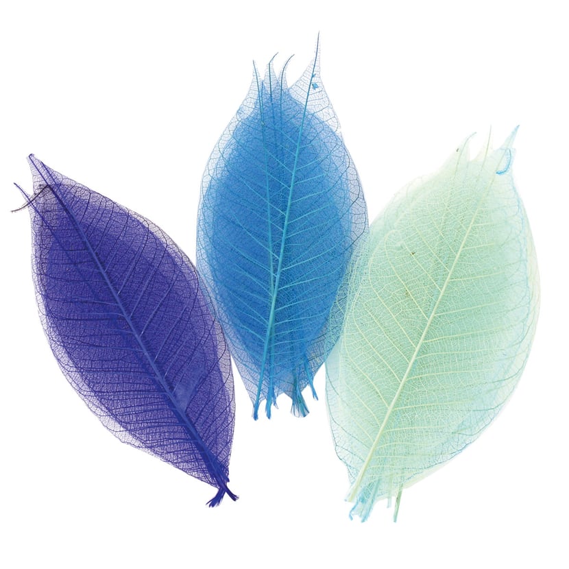 media/pim/feuilles-sechees-20x8cm-bleus-feuilles-sechees-20x8cm-bleus-3700443524299_0.jpg
