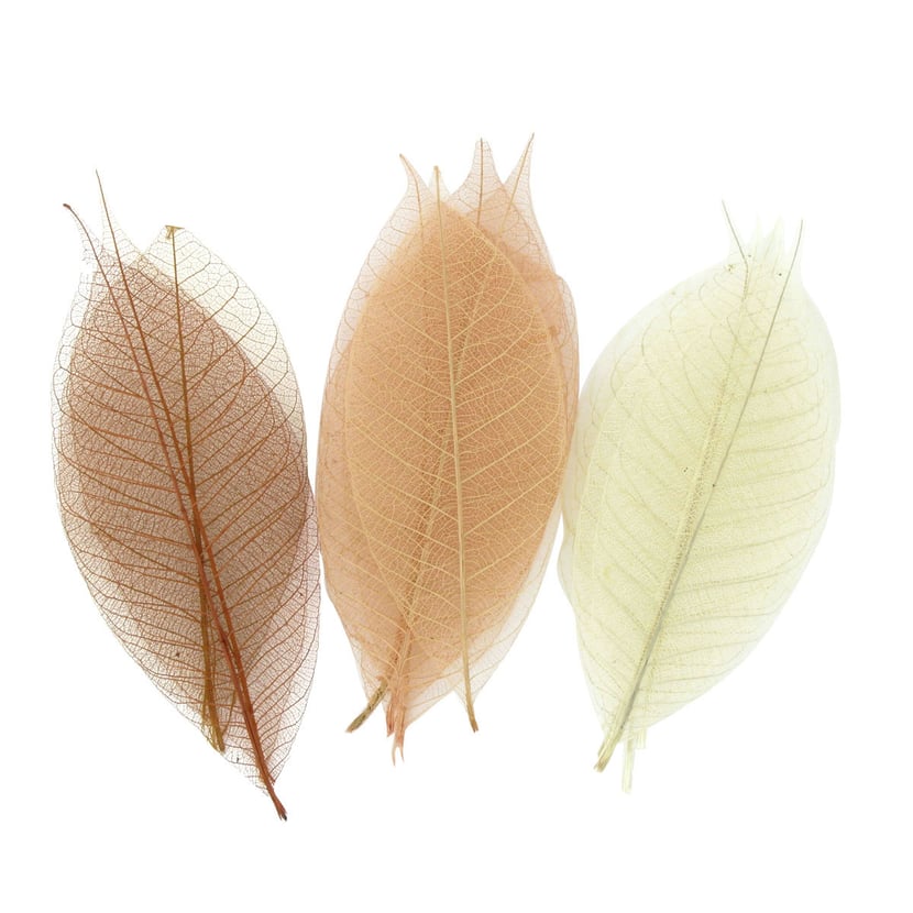 media/pim/feuilles-sechees-20x8cm-nature-feuilles-sechees-20x8cm-naturels-3700443524268_0.jpg