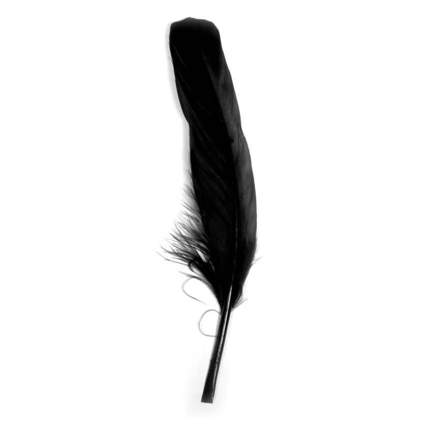 media/pim/plume-16-20cm-sachet-8pce-noir-4006166405068_0.jpg