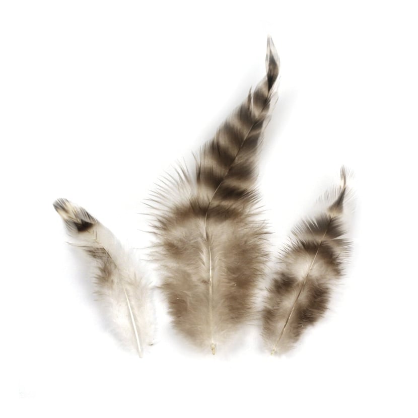 media/pim/plume-chinchilla-4006166635052_0.jpg