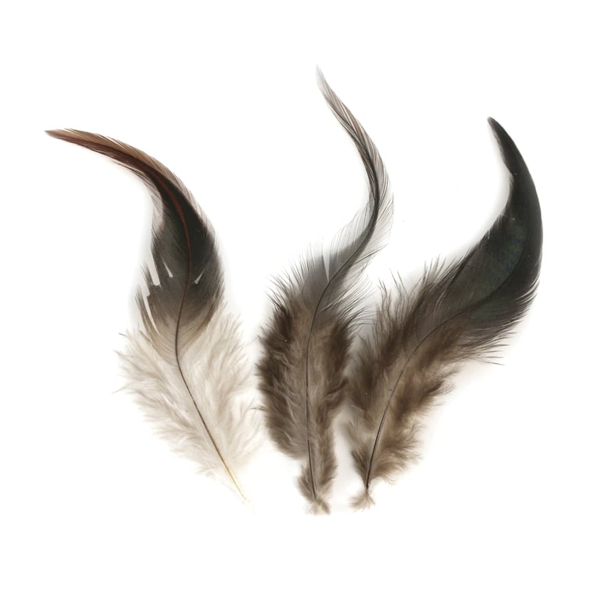 media/pim/plume-coq-4006166638138_0.jpg