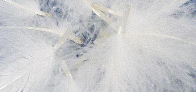 media/pim/sachet-plumes-deco-5-10cm-5g-b-sachet-plumes-deco-5-10cm-5g-blanc-4006166077647_1.jpg