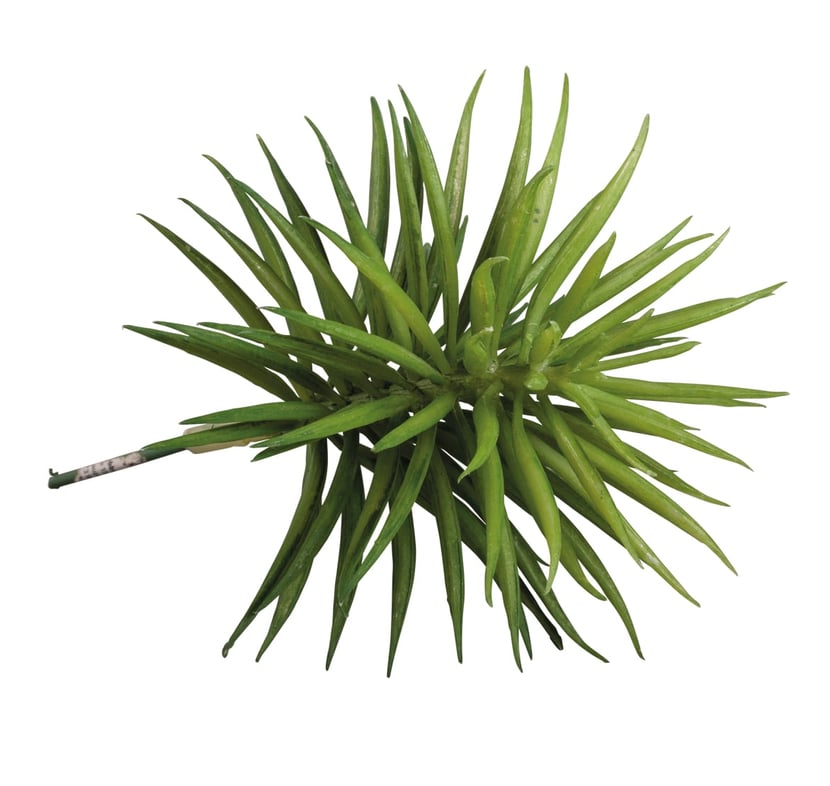 media/pim/succulent-senecio-4006166480782_0.jpg